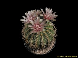 Gymnocalycium spegazzinii 354